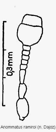 anommatus_ramiroi_f.gif