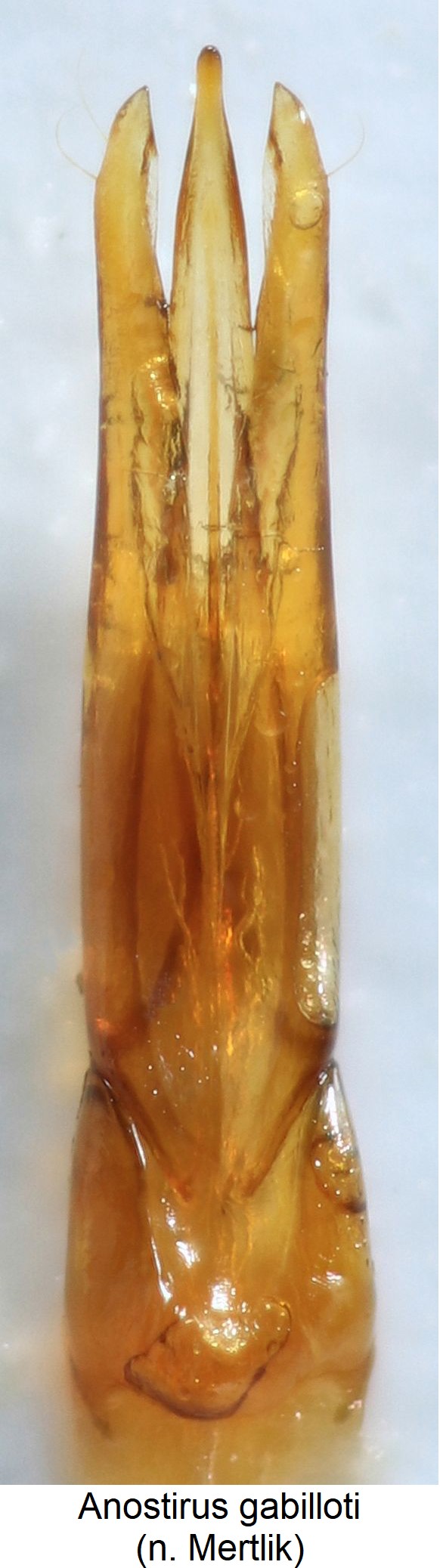 anostirus_gabilloti.jpg