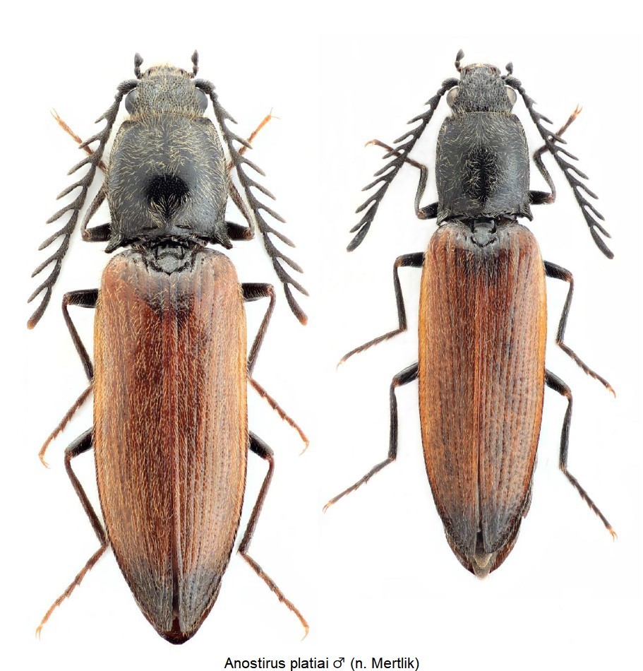 anostirus_platiai_m_hab.jpg