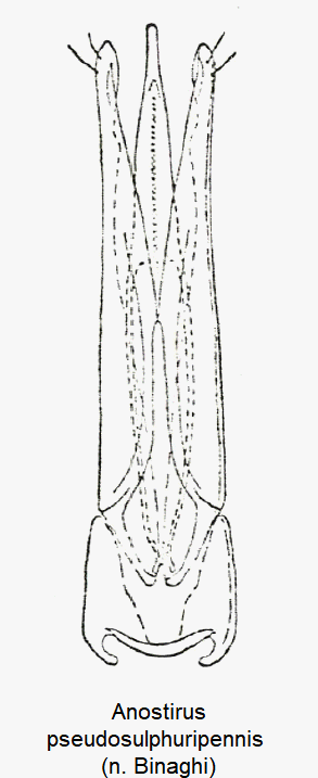 anostirus_pseudosulphuripennis1.gif