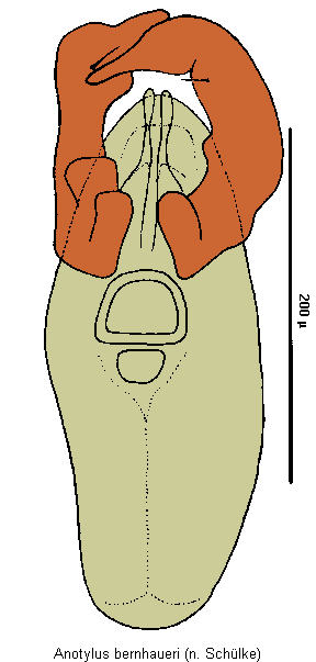 anotylus_bernhaueri.gif