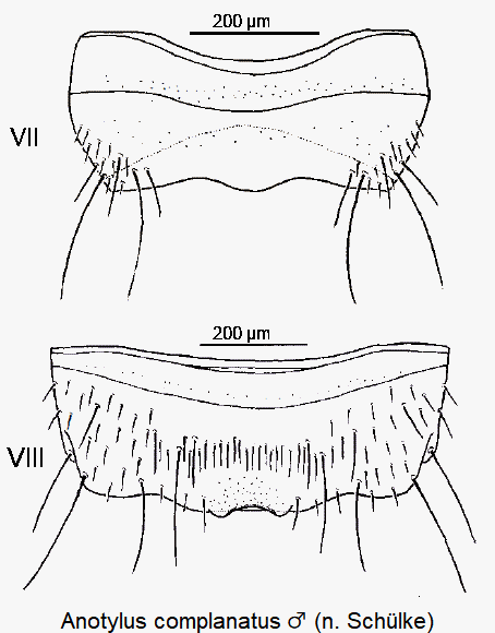 anotylus_complanatus_m_ster.gif