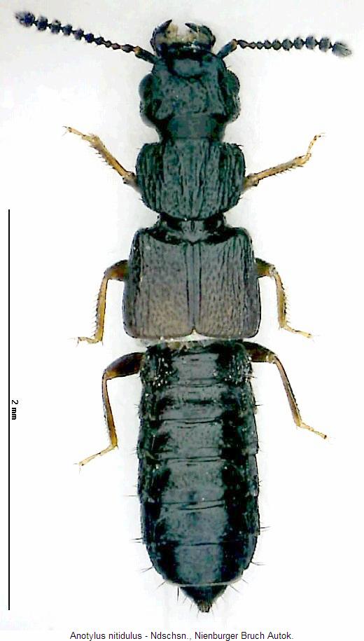 anotylus_nitidulus_hab.jpg