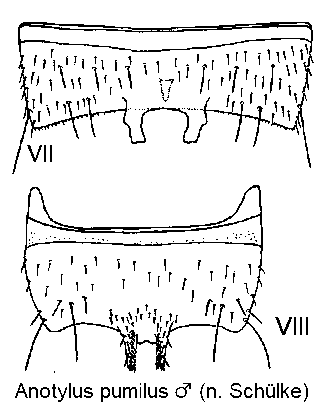anotylus_pumilus_m_ster.gif
