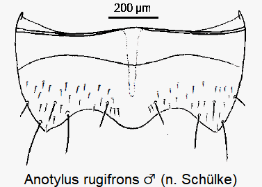 anotylus_rugifrons_m_ster.gif