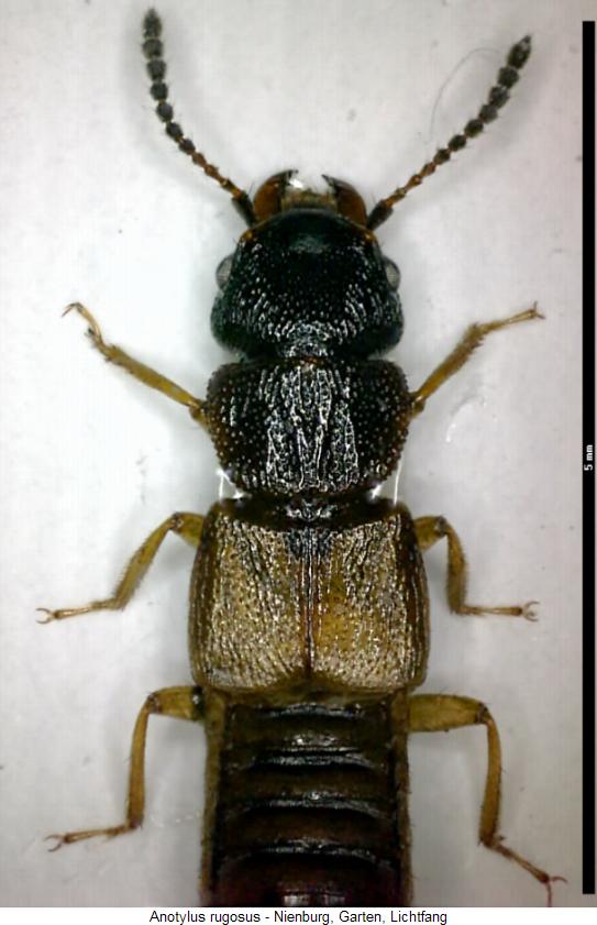 anotylus_rugosus_vk.jpg