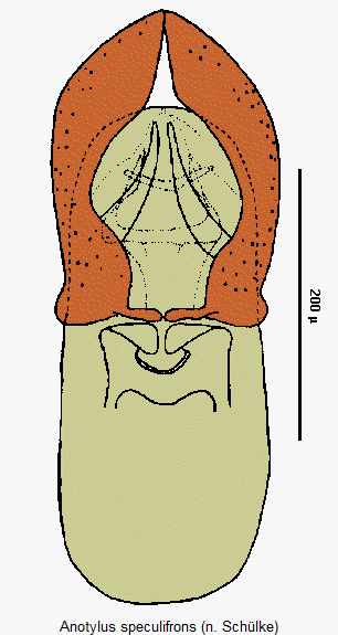 anotylus_speculifrons.gif