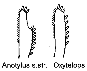 anotylus_vschn.gif
