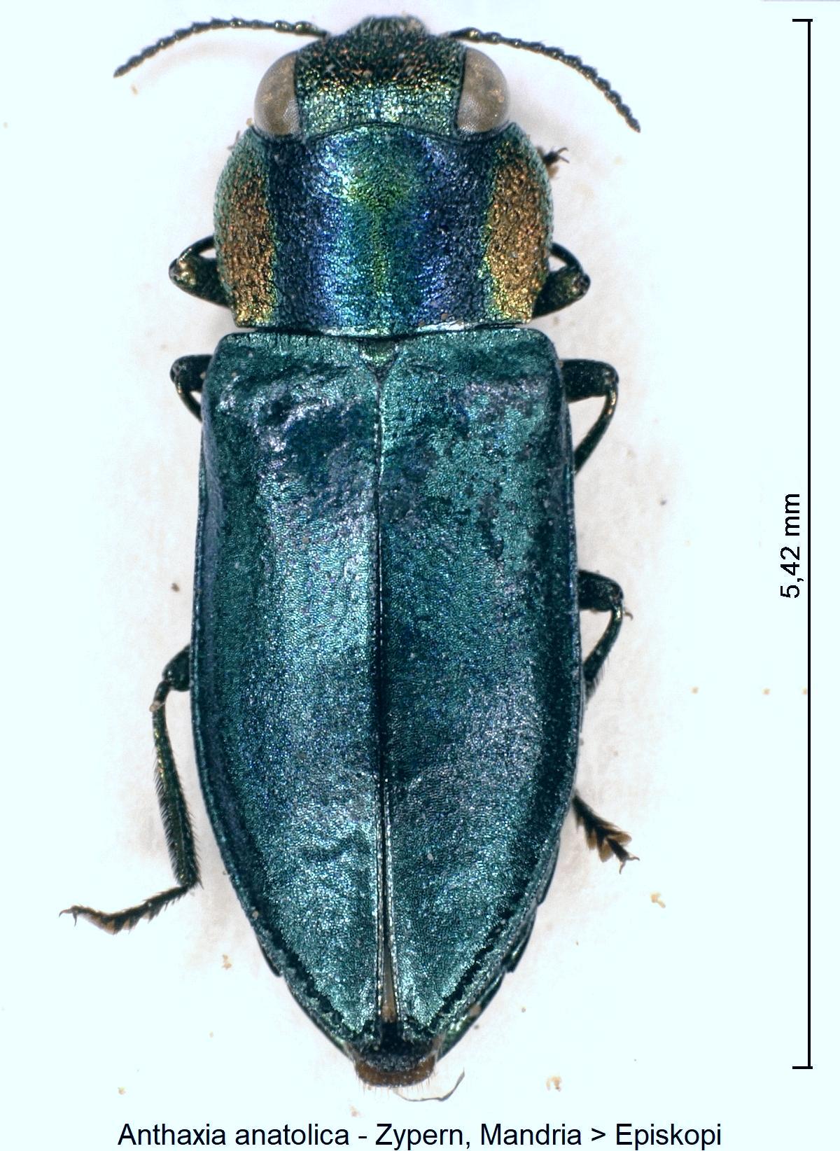 anthaxia_anatolica_hab1.jpg