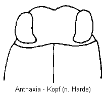 anthaxia_k.gif