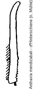 anthaxia_mendizabali_hschn.gif