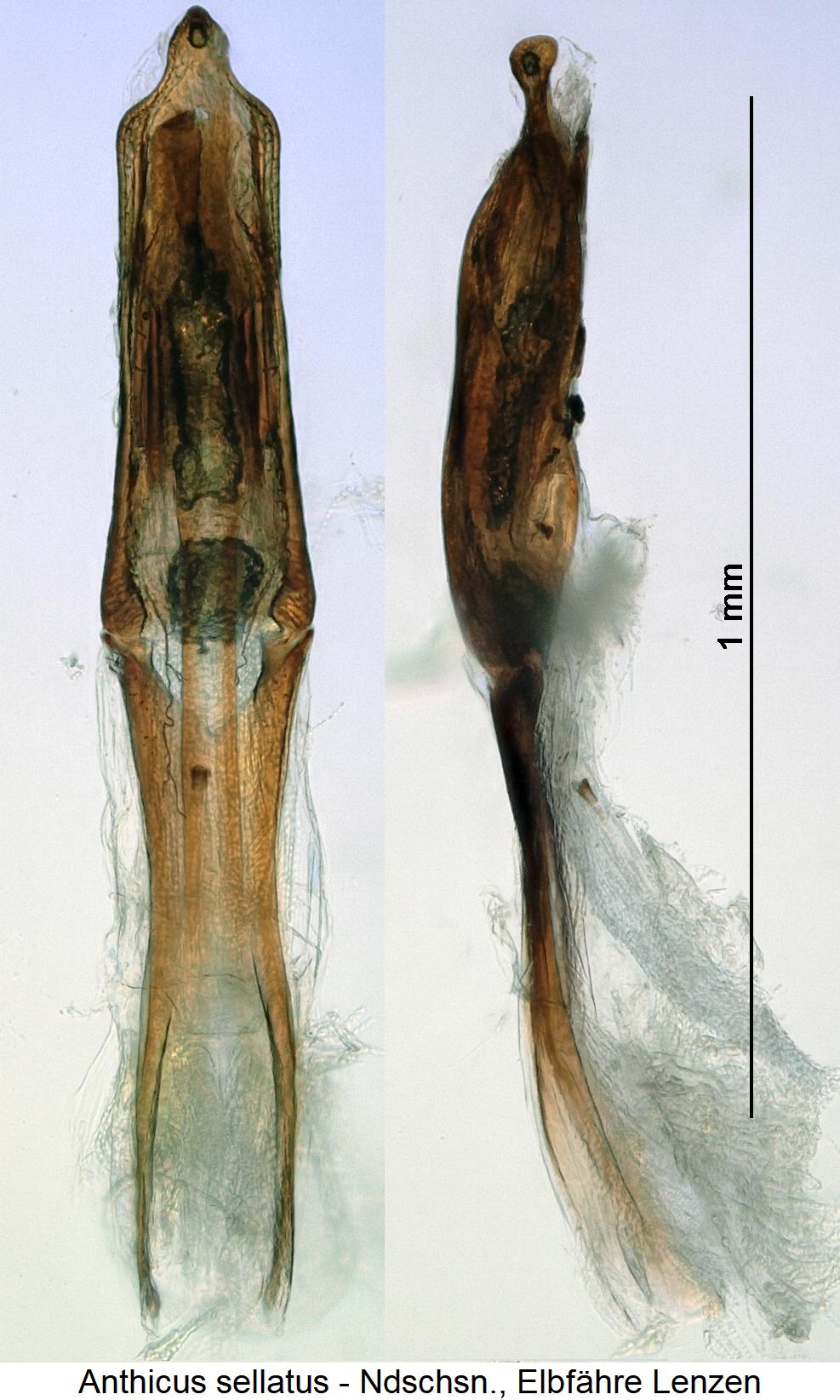 anthicus_sellatus.jpg
