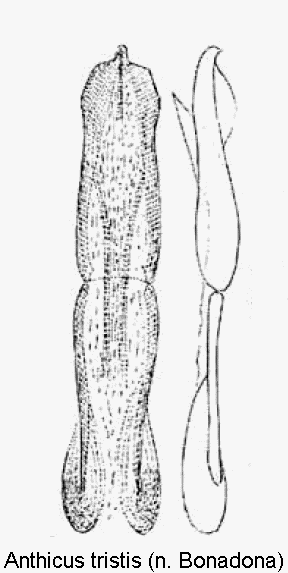 anthicus_tristis1.gif