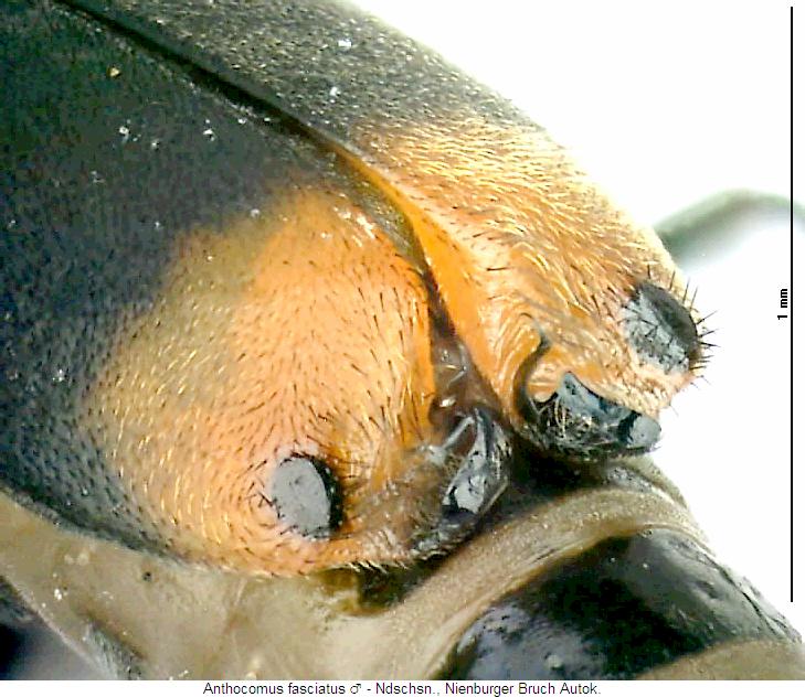 anthocomus_fasciatus_excitator.jpg