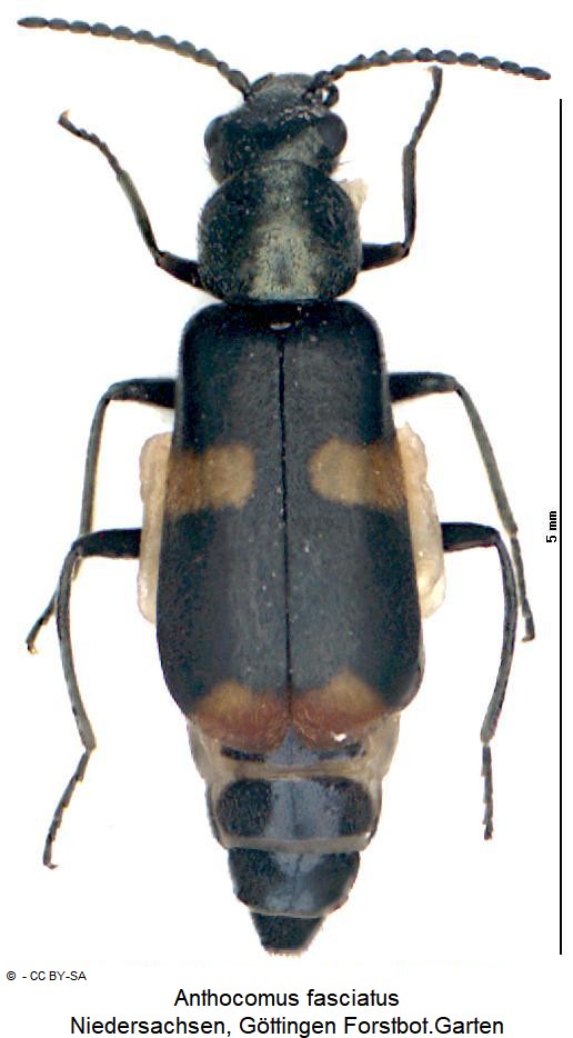 anthocomus_fasciatus_hab.jpg