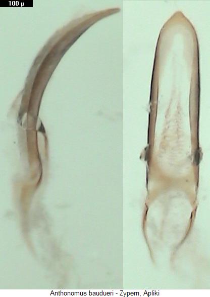 anthonomus_baudueri.jpg