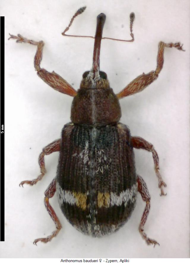 anthonomus_baudueri_w_hab.jpg