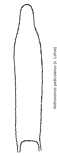 anthonomus_pedicularius.gif