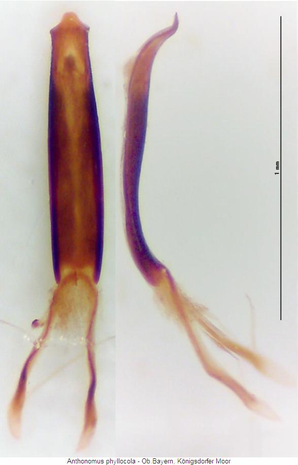 anthonomus_phyllocola.jpg
