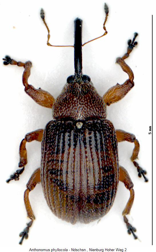 anthonomus_phyllocola_hab.jpg