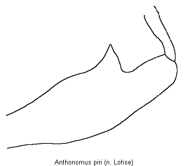 anthonomus_piri_vschl.gif