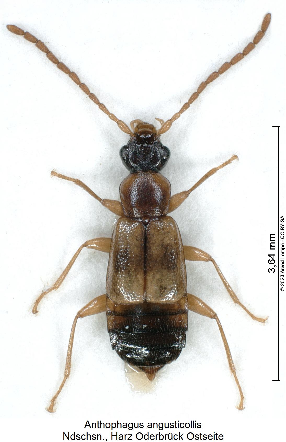 anthophagus_angusticollis_hab.jpg