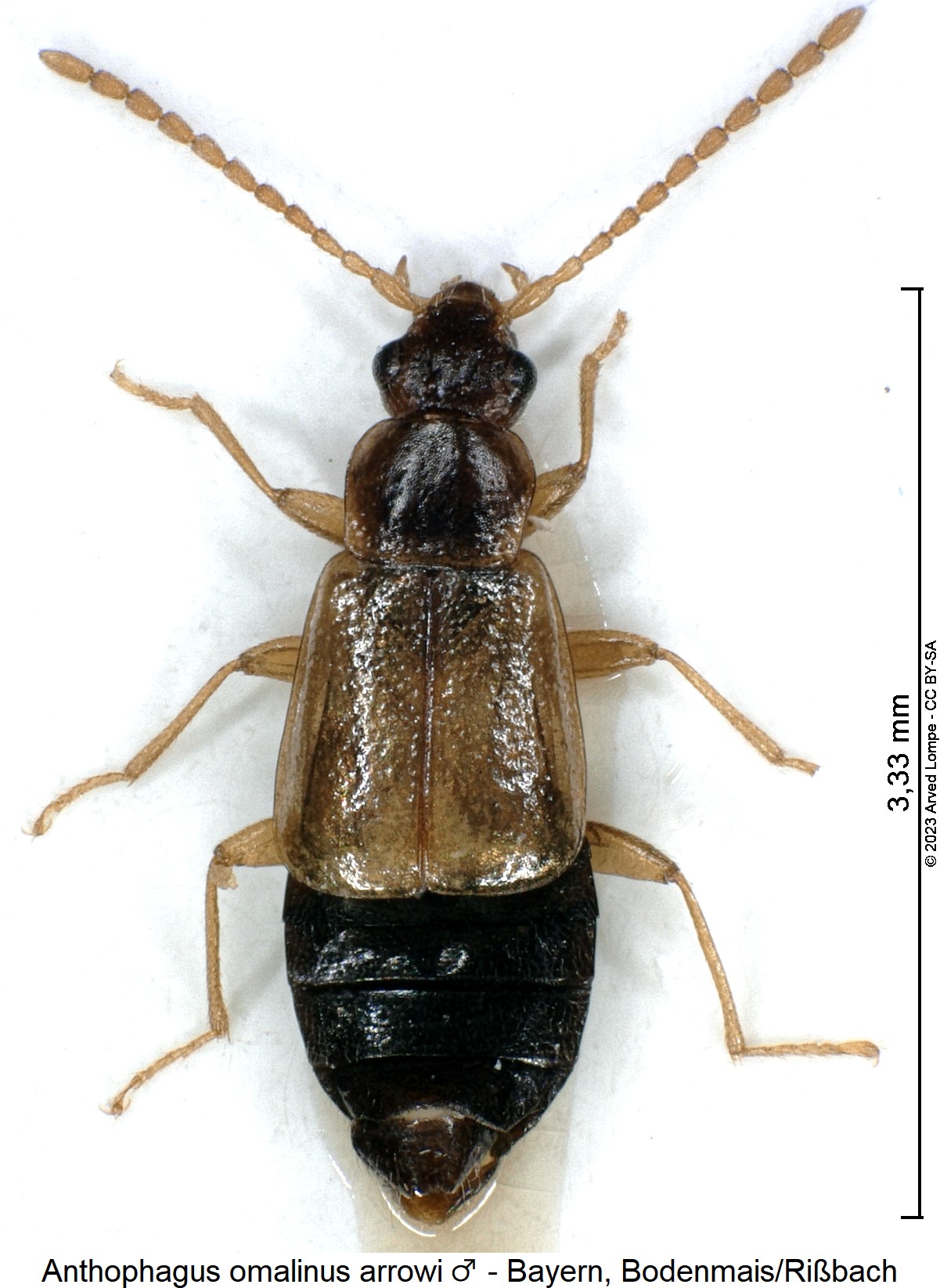 anthophagus_arrowi_m_hab.jpg