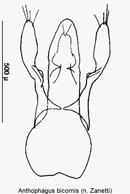 anthophagus_bicornis.gif