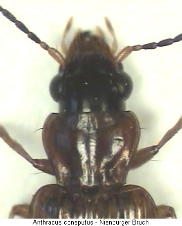 anthracus_consputus_vk.jpg