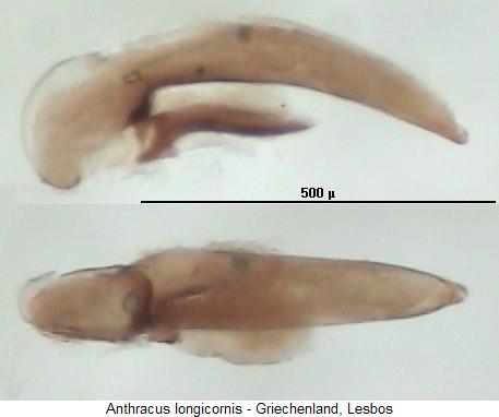 anthracus_longicornis.jpg