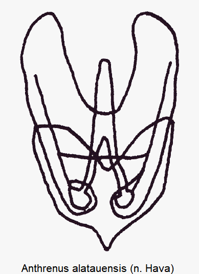 anthrenus_alatauensis.gif
