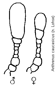 anthrenus_caucasicus_f.gif