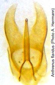 anthrenus_flavidus_genitalia.jpg