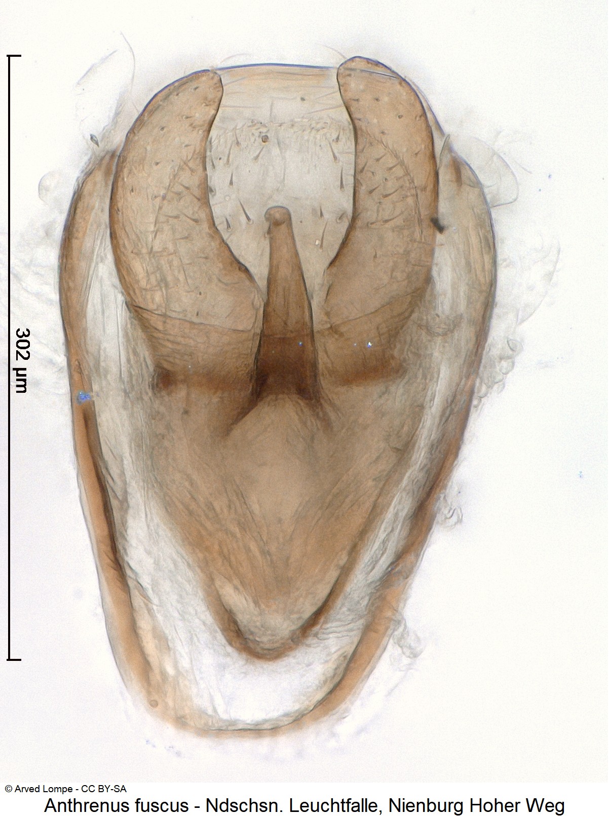 anthrenus_fuscus_ck35855304.jpg