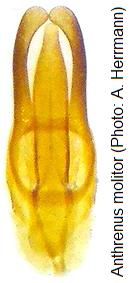 anthrenus_molitor.jpg