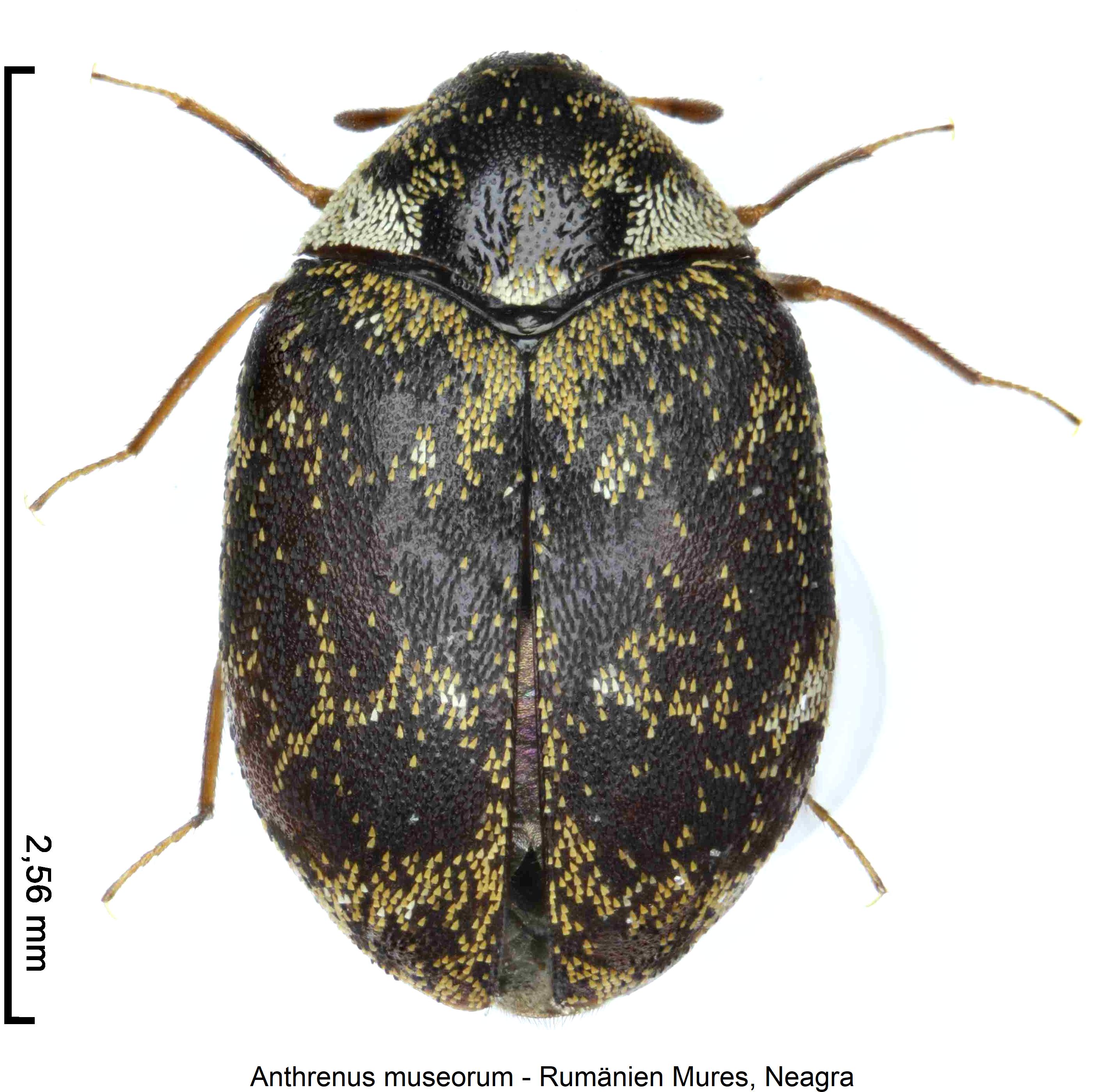 anthrenus_museorum_hab1.jpg