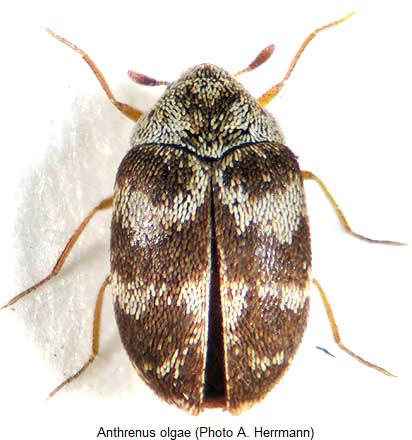 anthrenus_olgae_habitus_male.jpg