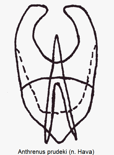 anthrenus_prudeki.gif