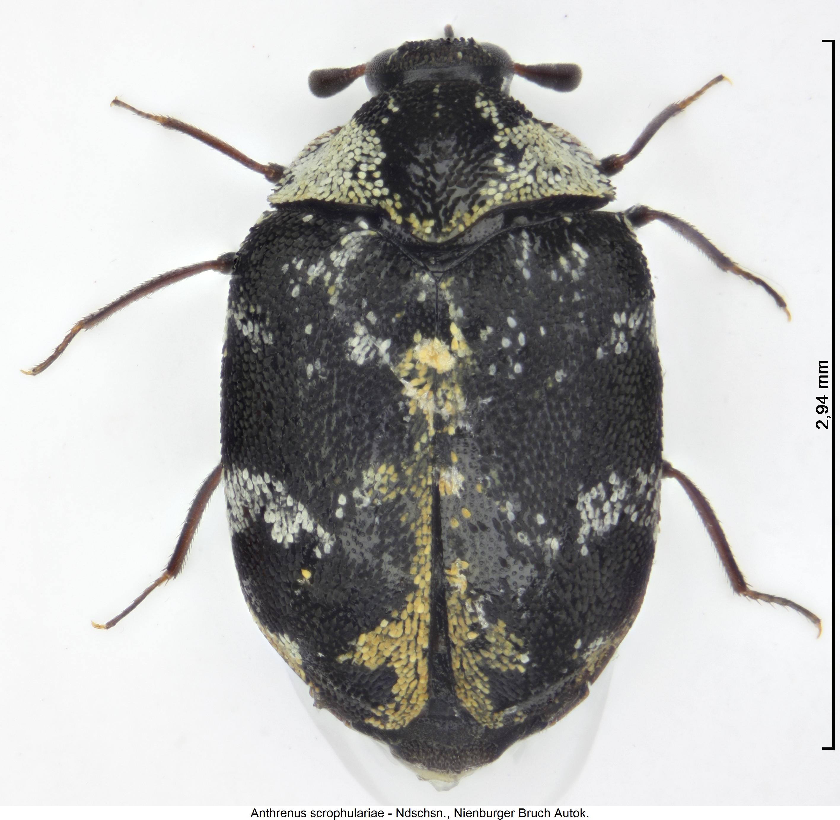 anthrenus_scrophulariae_hab.jpg