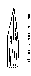 anthrenus_verbasci_schuppen.gif