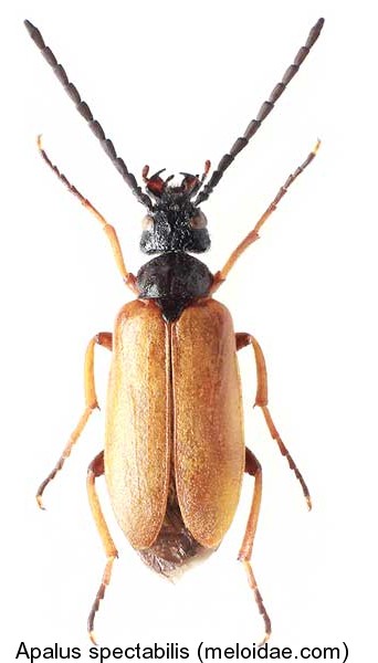 apalus_spectabilis.jpg