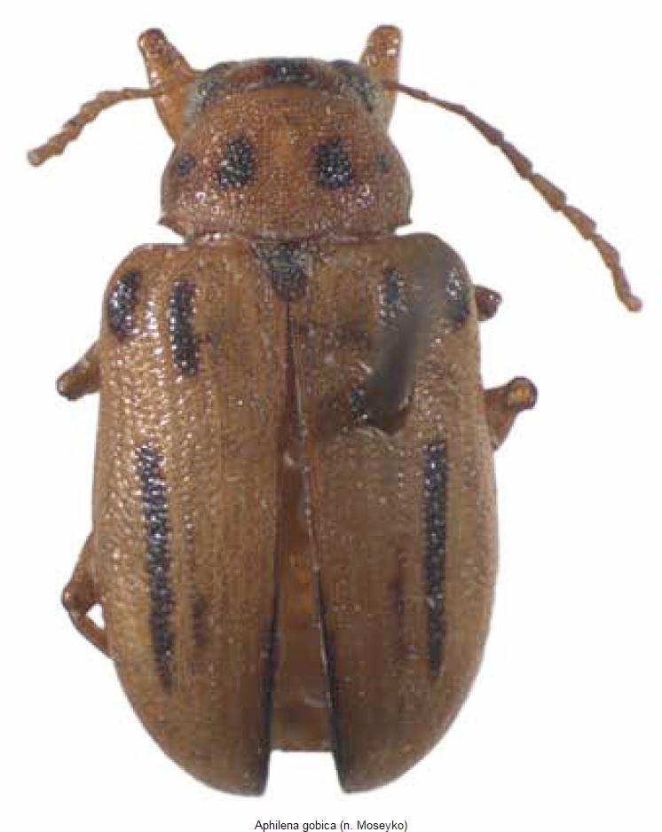 aphilena_gobica_hab.jpg