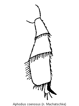 aphodius_coenosus_hschn2.gif