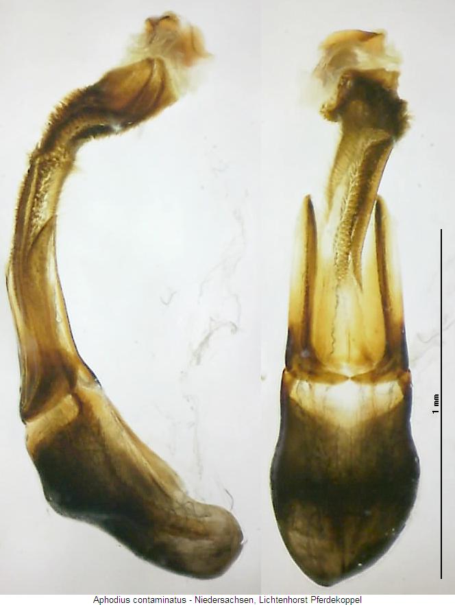 aphodius_contaminatus.jpg