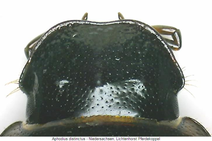 aphodius_distinctus_k.jpg