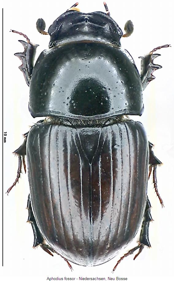 aphodius_fossor_hab.jpg