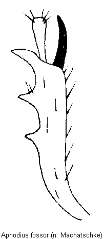 aphodius_fossor_vschn.gif