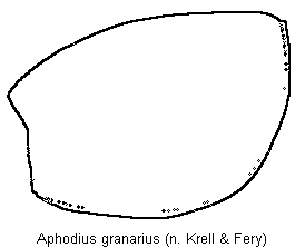 aphodius_granarius_hsch.gif
