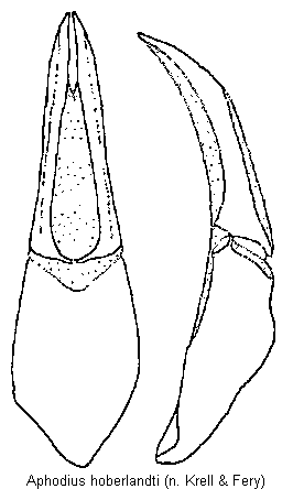 aphodius_hoberlandti.gif
