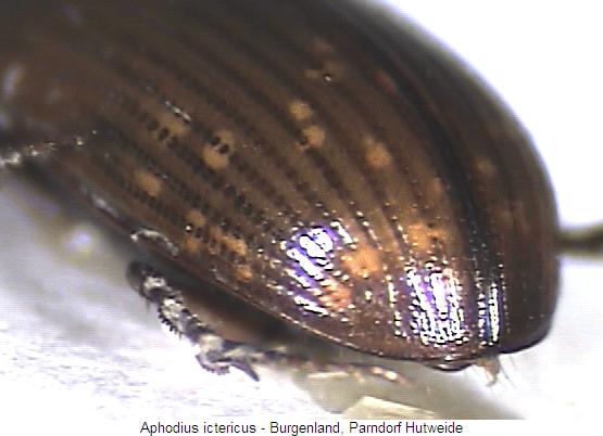 aphodius_ictericus_fld.jpg